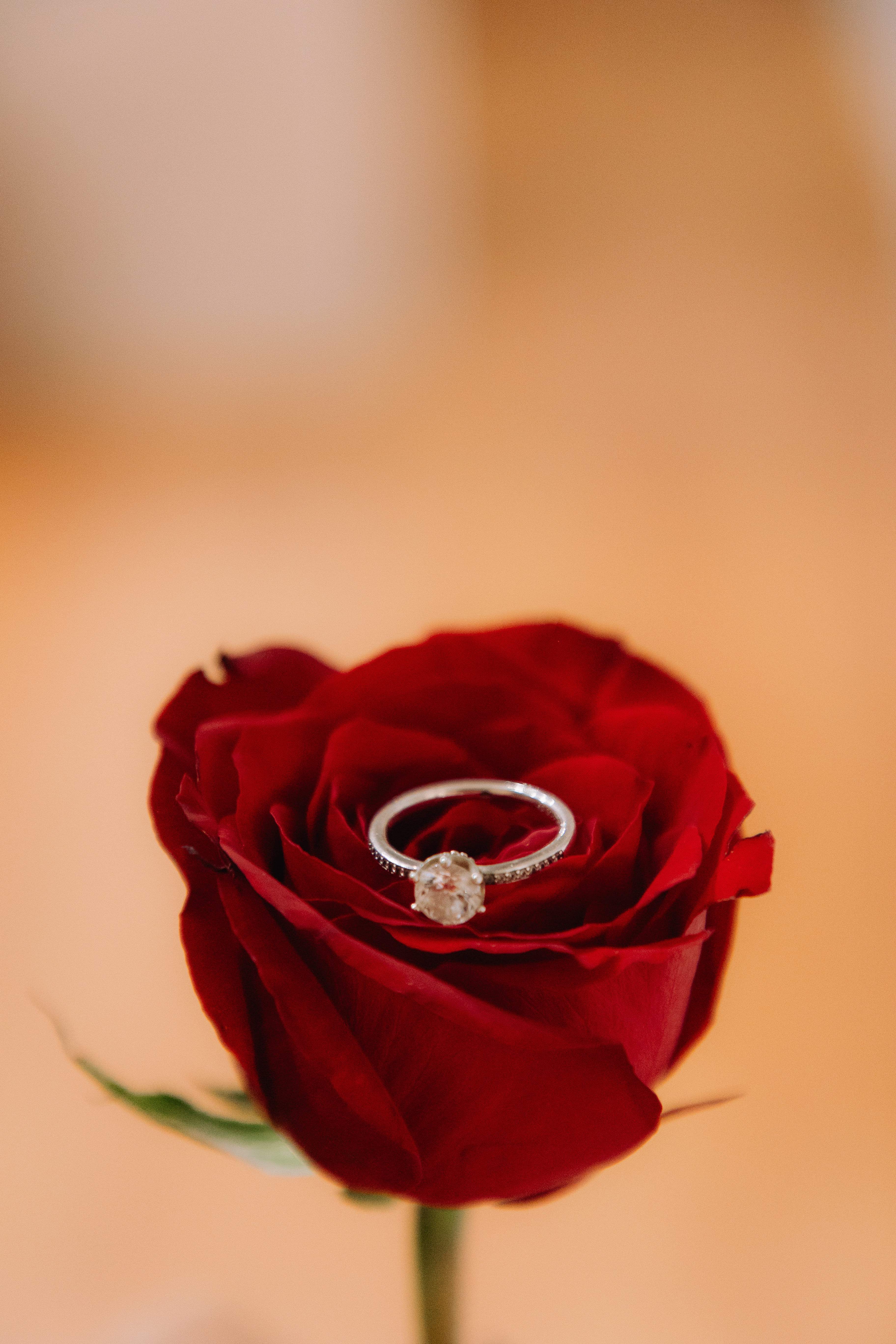 mladenacki prsten i ruza